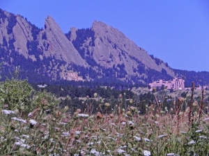 NCAR in the Flowers
