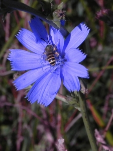 Chickory Bee